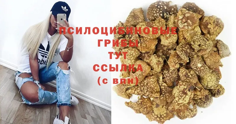 MEGA как зайти  купить закладку  Уяр  Галлюциногенные грибы Psilocybine cubensis 